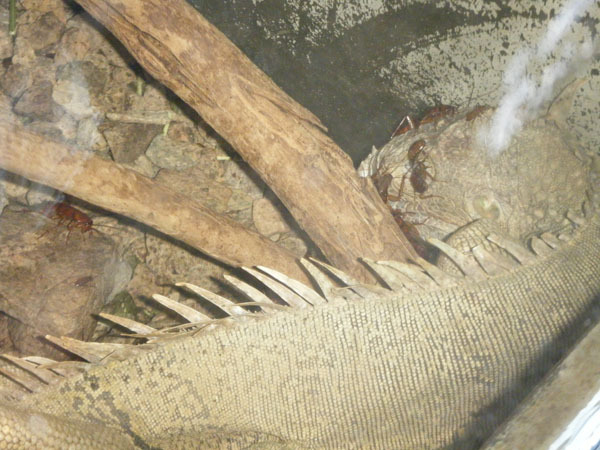 ����� ������ ��������