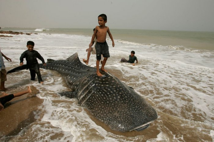 ������������ ���: 6 ����