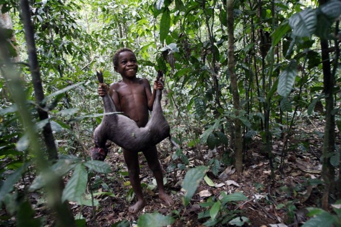 Коммерческая охота пигмеев мбути Коммерческая охота пигмеев мбути