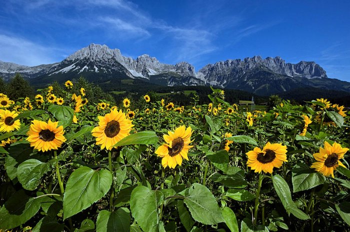 ������� ���� 2010 (����� 1)