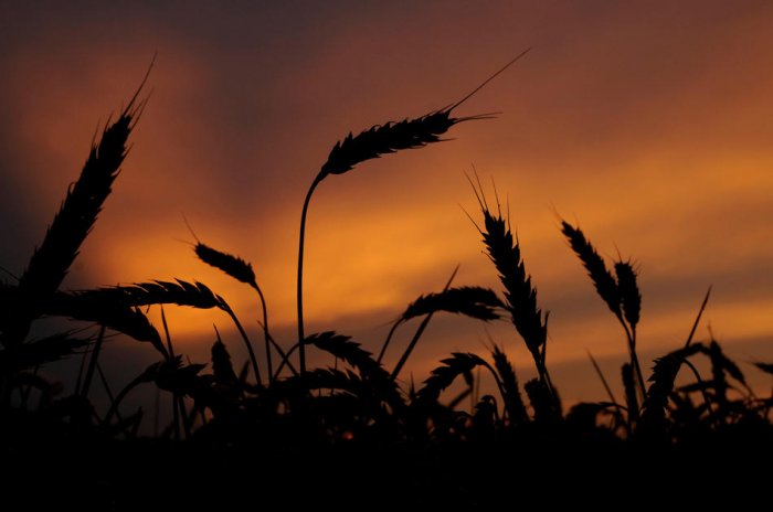 ������� ���� 2010 (����� 2)