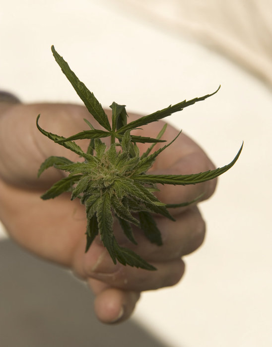 Производство сигарет с марихуаной Производство сигарет с марихуаной