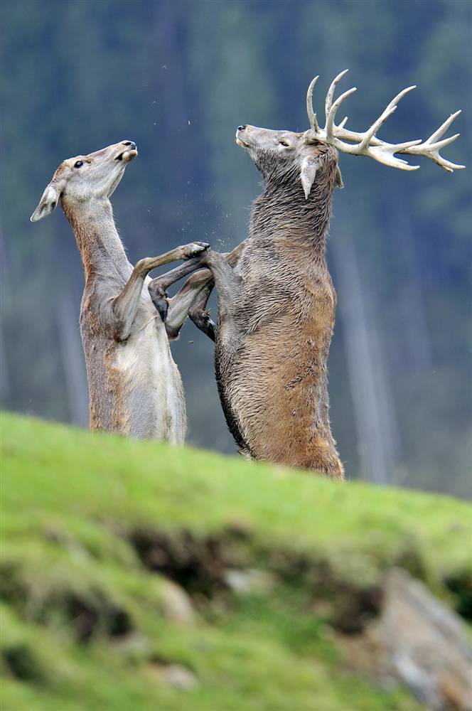 ������ ���� �������