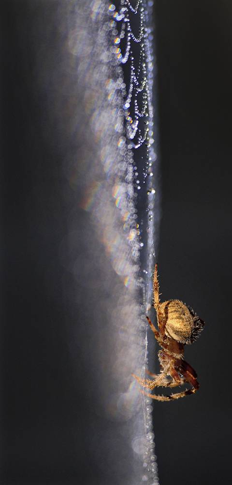 ������ ���� �������