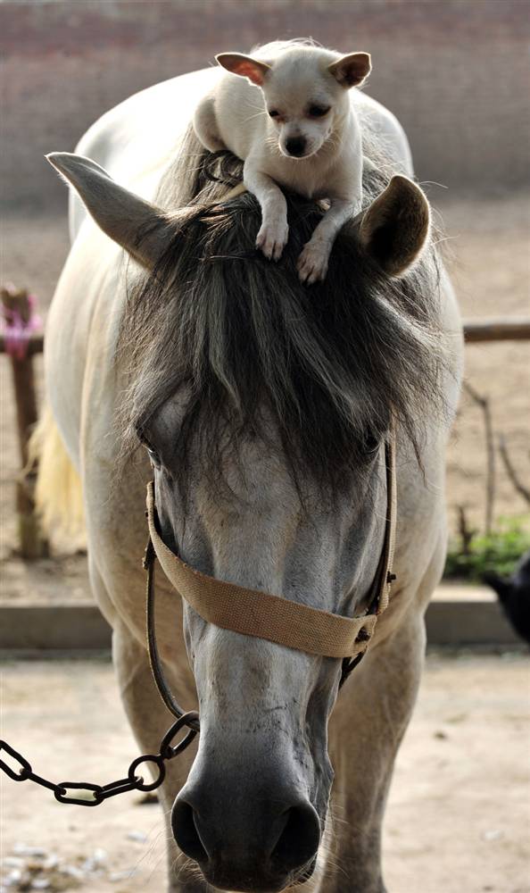 ������ ���� �������