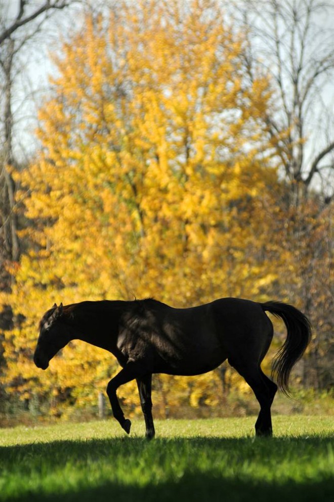 ������� �����������