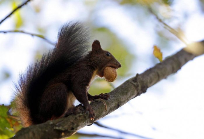 Братья наши меньшие Братья наши меньшие