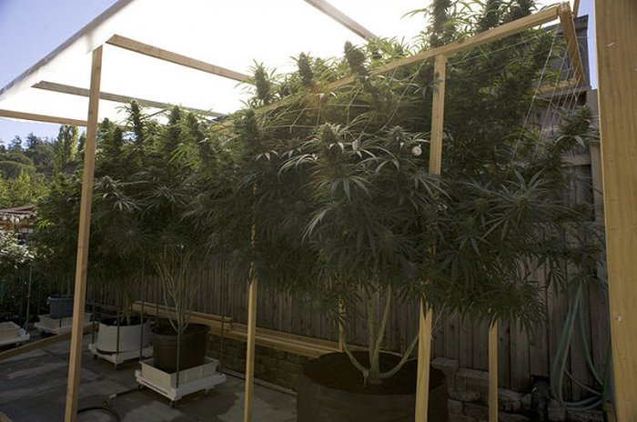 Производство сигарет с марихуаной Производство сигарет с марихуаной