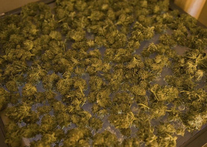 Производство сигарет с марихуаной Производство сигарет с марихуаной