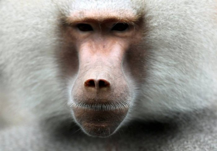 ������ ���� �������