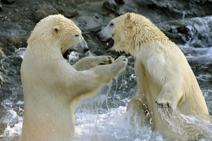 ������ ���� �������