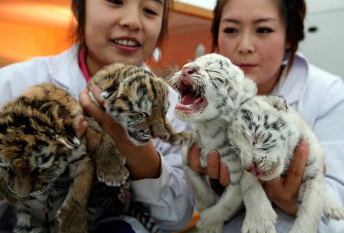 ������ ���� �������