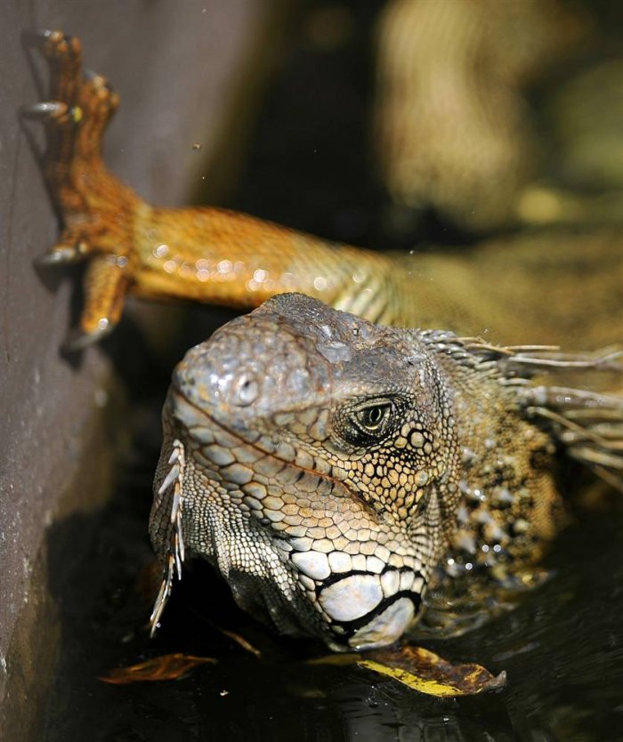 ������ ���� �������