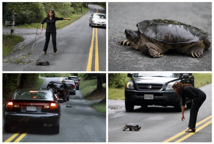 ������ ���� �������