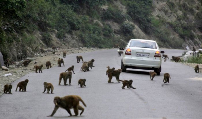 ������ ���� �������