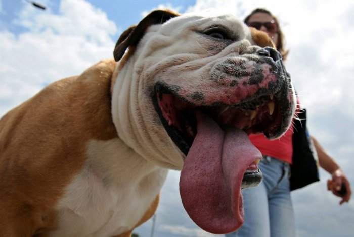 ������ ���� �������