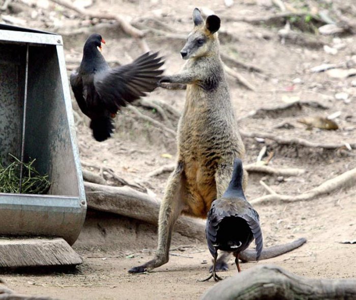 ������ ���� �������