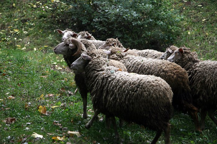 Дендропарк «Софиевка» Дендропарк «Софиевка»