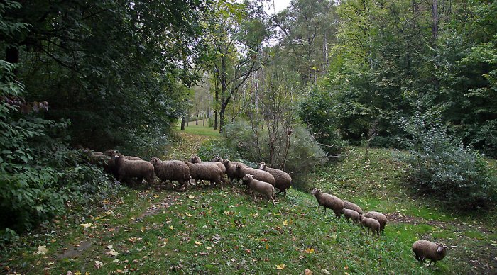 Дендропарк «Софиевка» Дендропарк «Софиевка»