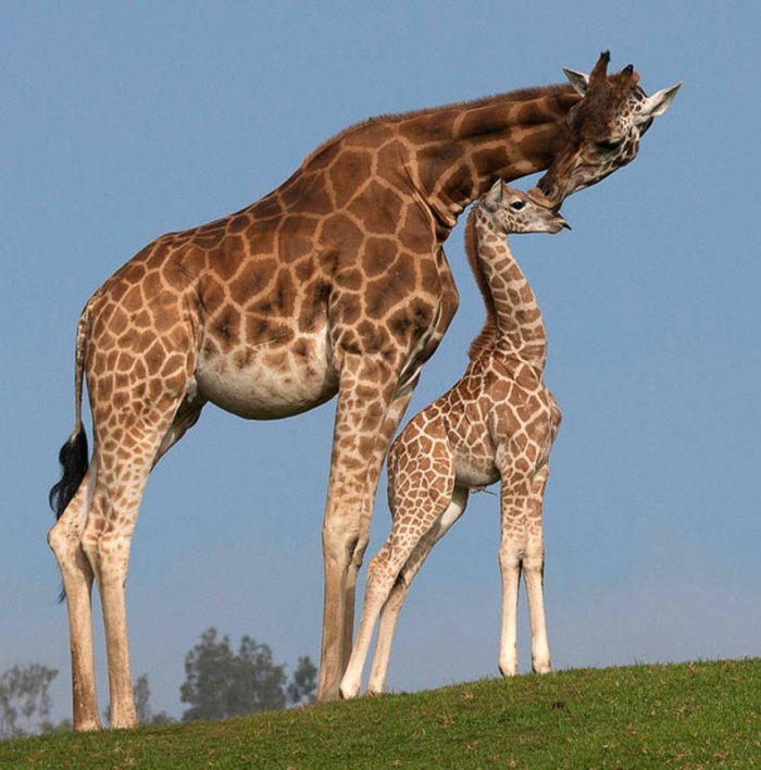 ������ ���� �������