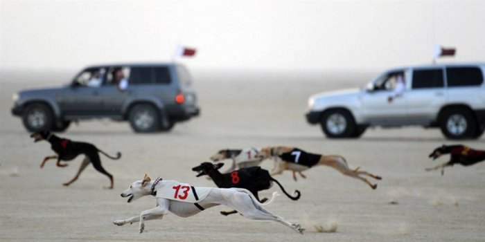 ������ ���� �������