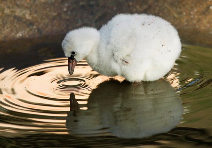 ������ ���� �������