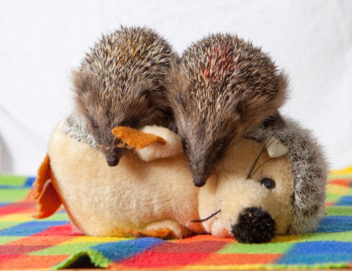 ������ ���� �������