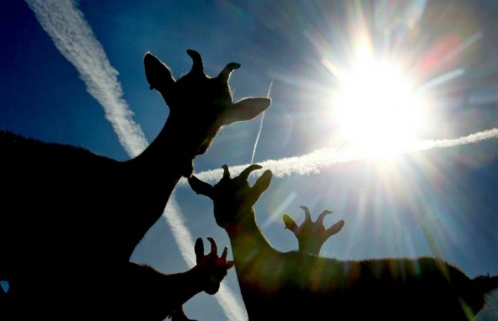 ������ ���� �������