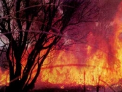 В Серебрянском лесничестве ВКО ликвидирован лесостепной пожар В Серебрянском лесничестве ВКО ликвидирован лесостепной пожар