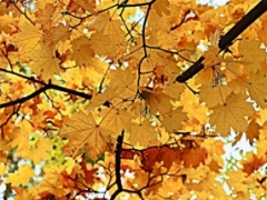 ������� ����� ���������� ����� ���������� ��� �������� �����������