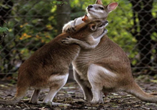 ��� �������� ��������.