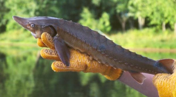 Казахстан предложил пять лет не ловить осетровых на Каспии Казахстан предложил пять лет не ловить осетровых на Каспии