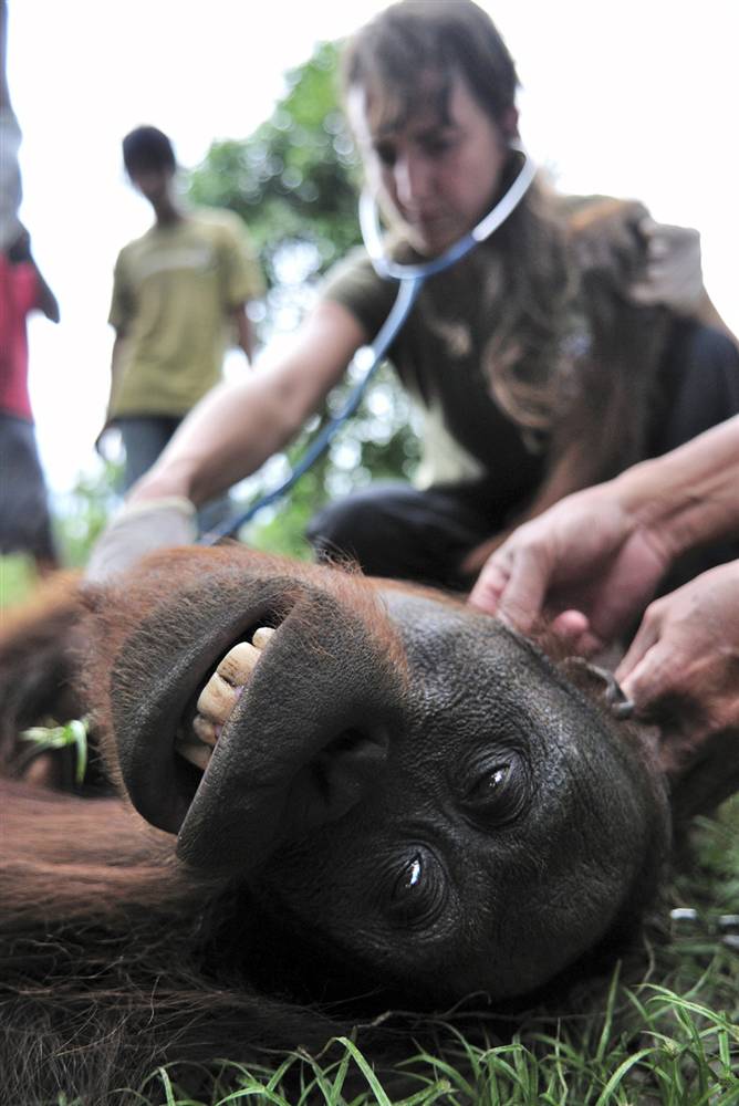 ������ ���� �������