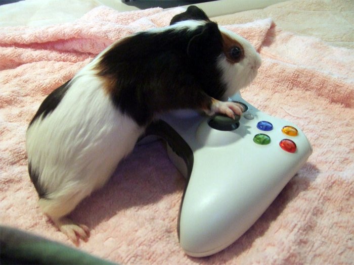 10 ����������� ��������