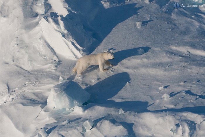 Оттенки белого Оттенки белого