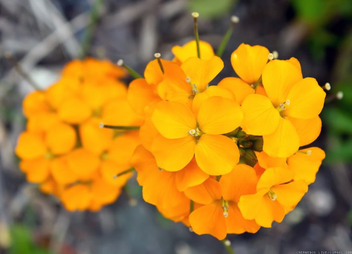 Цветочки Цветочки