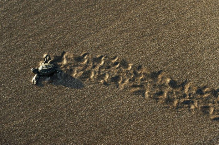 ������ ���� �������