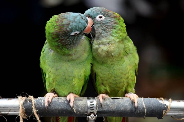 ������ ���� �������