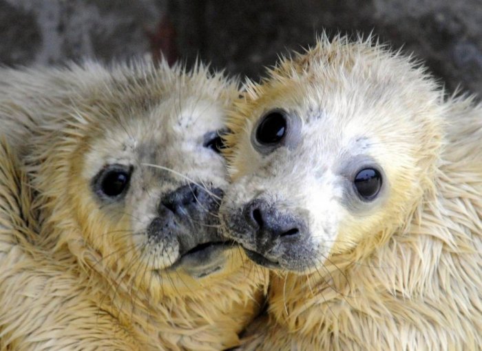 ������ ���� �������