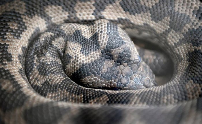 ������ ���� �������