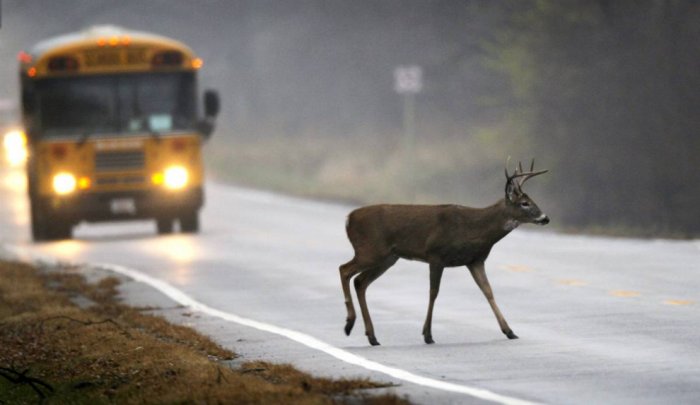 ������ ���� �������