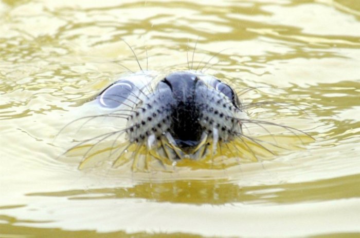 ������ ���� �������