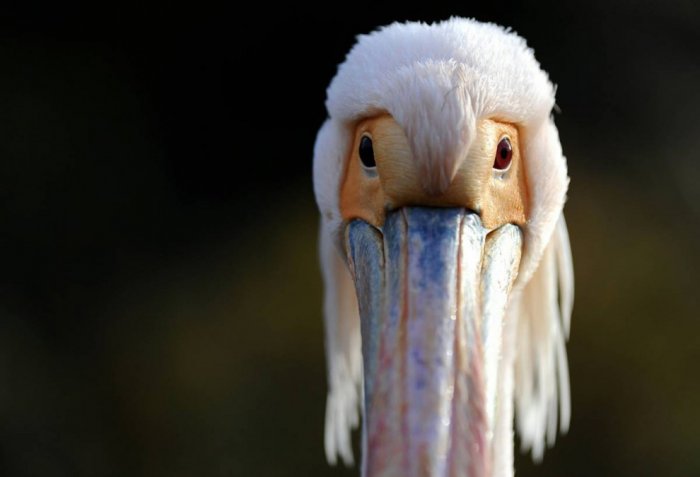 ������ ���� �������