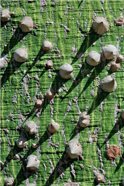 ��������� ���� ������� ��������