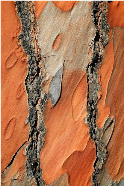 ��������� ���� ������� ��������