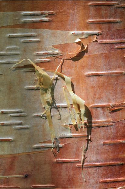 ��������� ���� ������� ��������