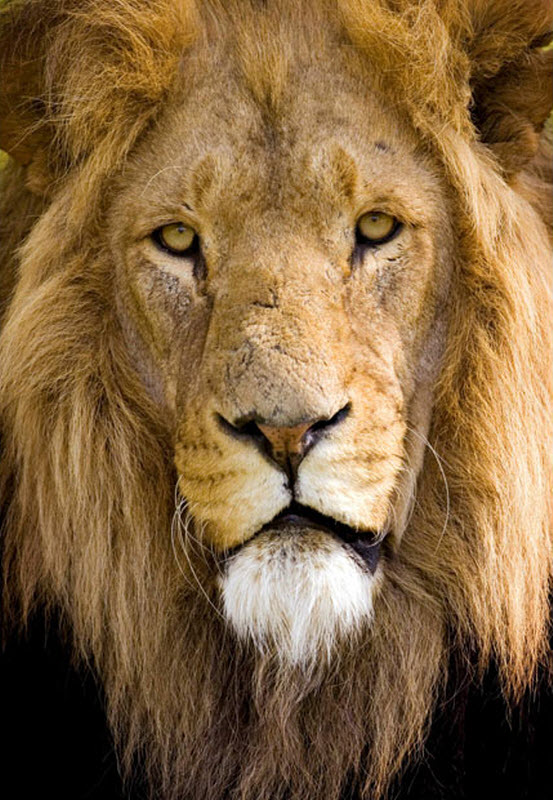 Лучшие новогодние подарки для миллиардеров Лучшие новогодние подарки для миллиардеров