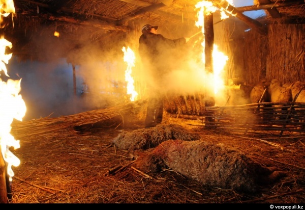 ���� ����� �������