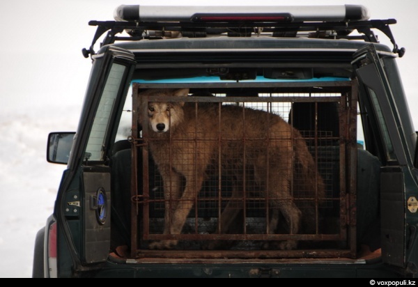 ���� ����� �������