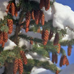 Прогноз погоды в новогоднюю ночь в Казахстане